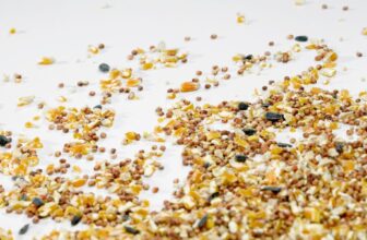 What Should You Know About Choosing the Right Birdseed?