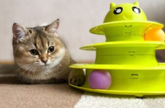 What Are the Most Engaging Cat Toys for Active Cats?