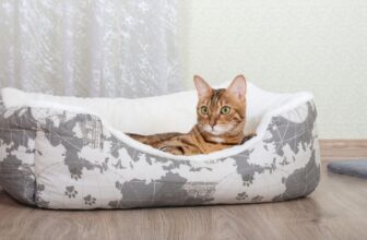 How Can You Tell If a Cat Bed Is Comfortable for Your Pet?