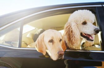 How Can You Make Traveling With Your Dog Safe and Comfortable?