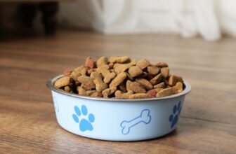 What Are the Benefits of Elevated Dog Bowls?