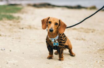 How Do You Pick the Best Collar and Leash for Your Dog’s Size and Breed?