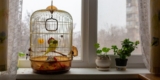 How Can You Create a Stimulating Environment for Indoor Birds?