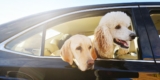 How Can You Make Traveling With Your Dog Safe and Comfortable?